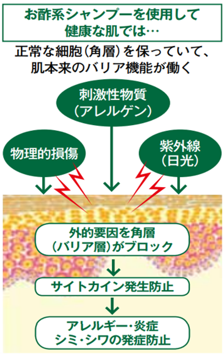 お酢系シャンプーの肌バリア機能の働き