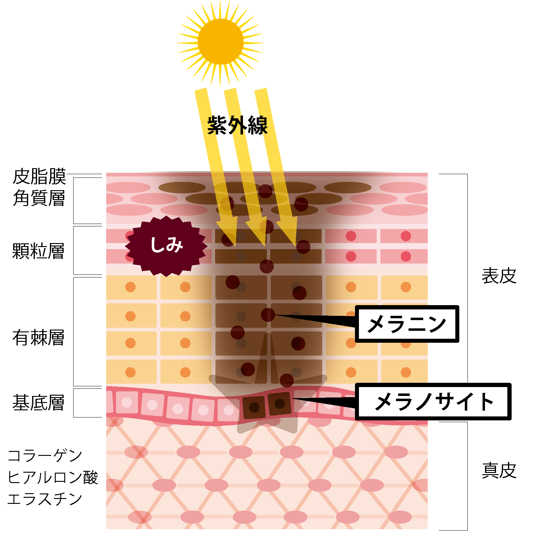 しみ_肌構造