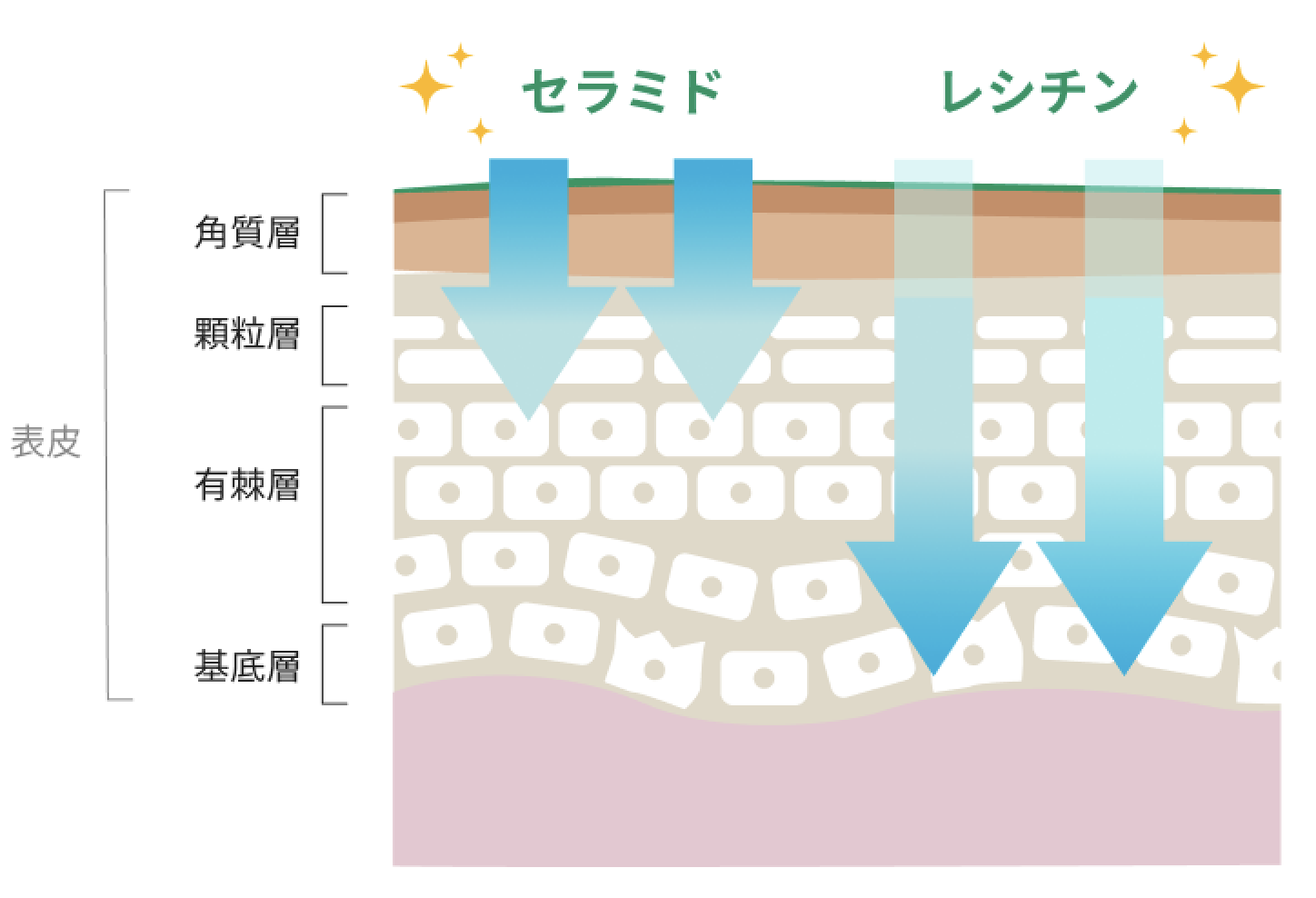 セラミドとレシチン浸透層