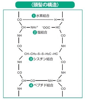 酸性パーマ毛髪内部の結合