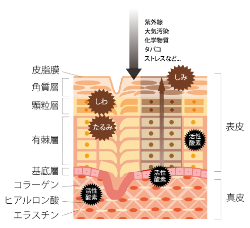 活性酸素_肌