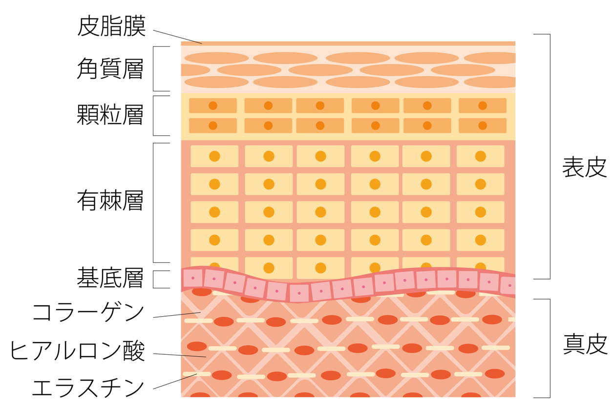 肌の仕組み