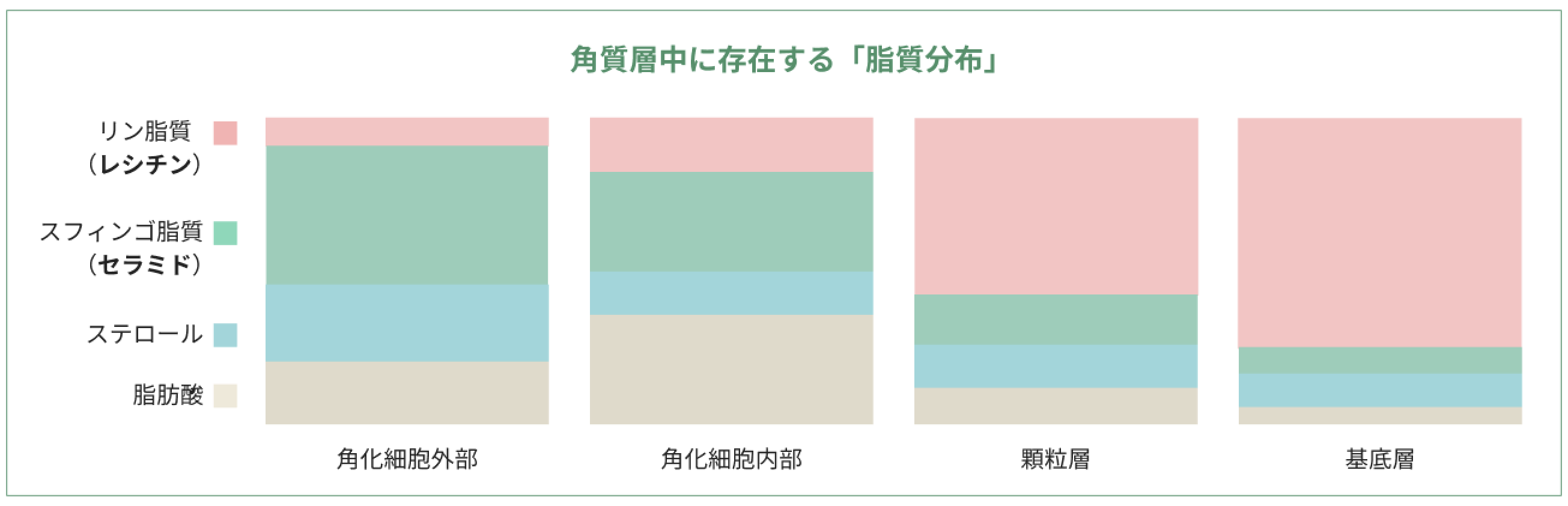 角質層中に存在する脂質分布